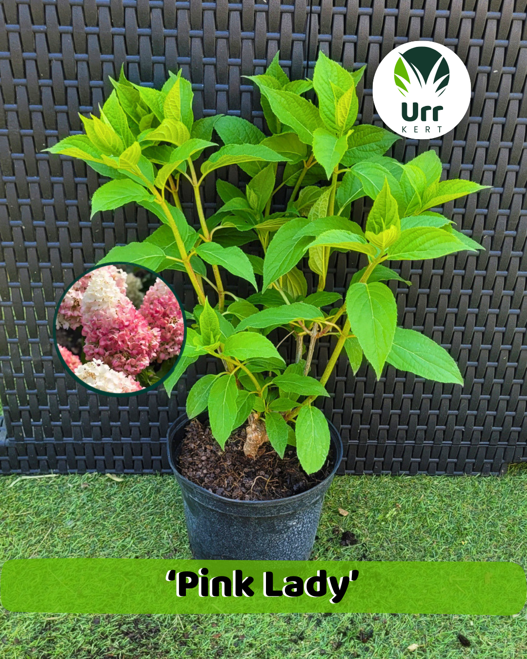 Hortenzia 'Pink Lady' - www.urrkert.hu