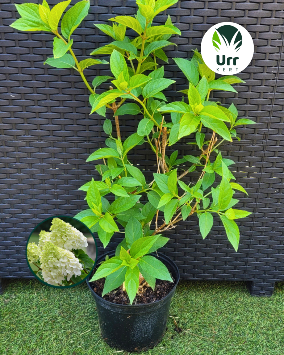 Hortenzia 'Polar Bear' - www.urrkert.hu