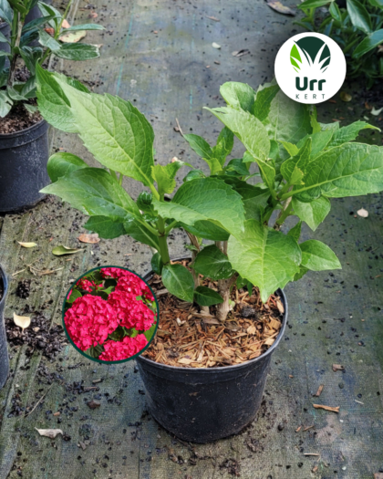Hortenzia 'Red Baron' - www.urrkert.hu