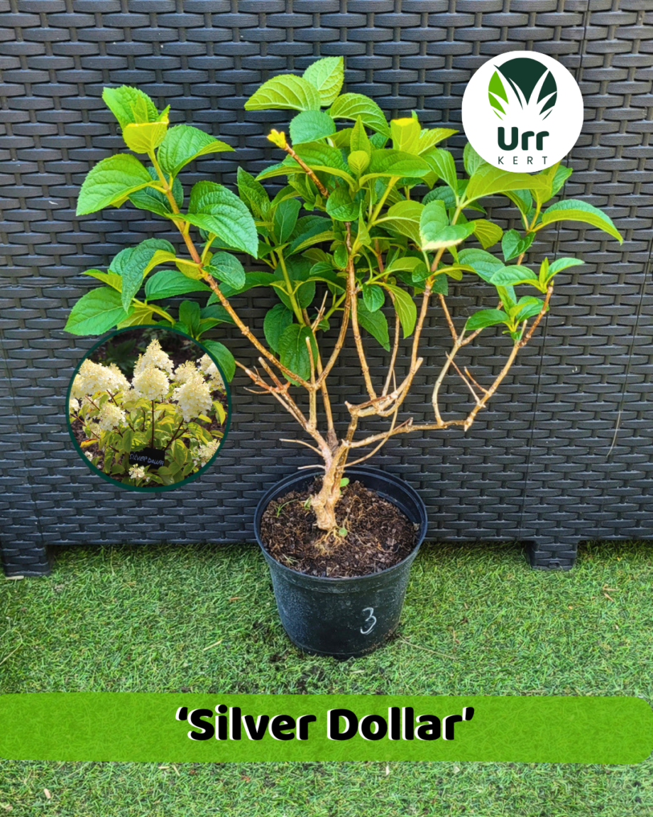 Hortenzia 'Silver Dollar' - www.urrkert.hu