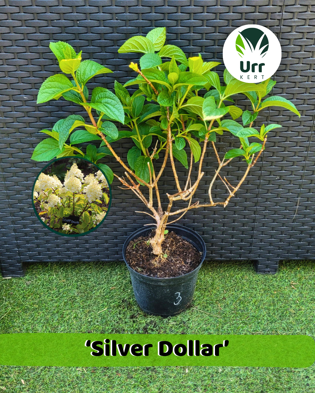 Hortenzia 'Silver Dollar' - www.urrkert.hu