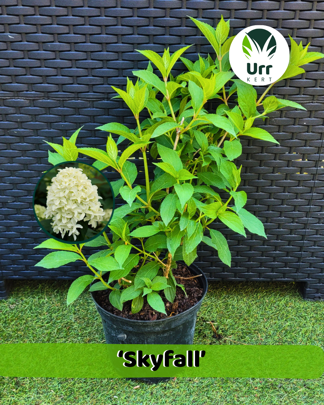 Hortenzia 'Skyfall' - www.urrkert.hu