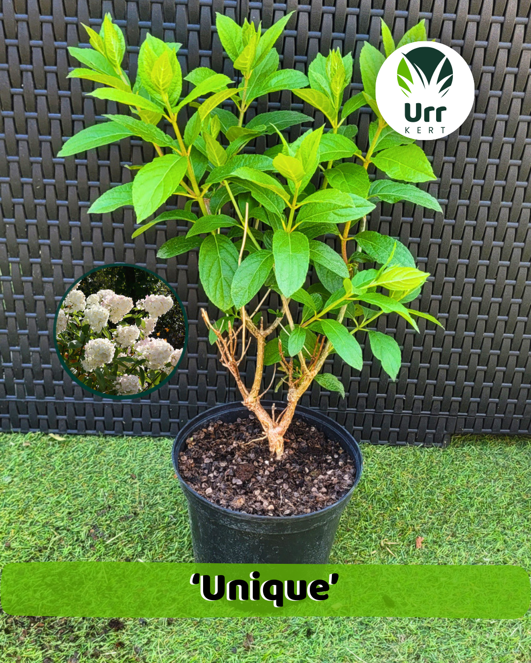 Hortenzia 'Unique' - www.urrkert.hu