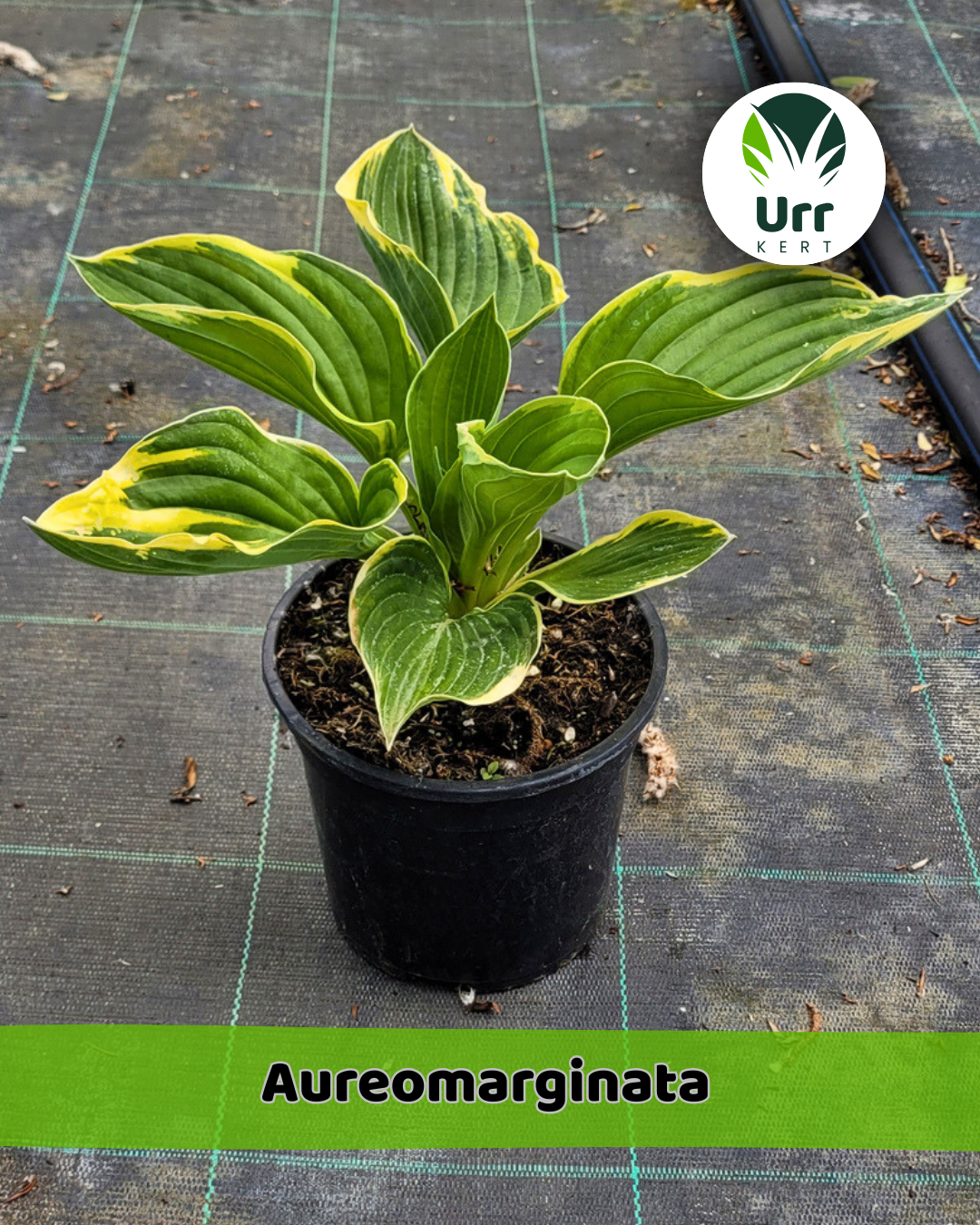 Hosta 'Aureomarginata' - www.urrkert.hu