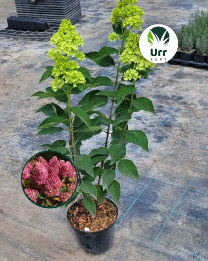 Hydrangea paniculata Redlight bugás hortenzia nagy virágzattal