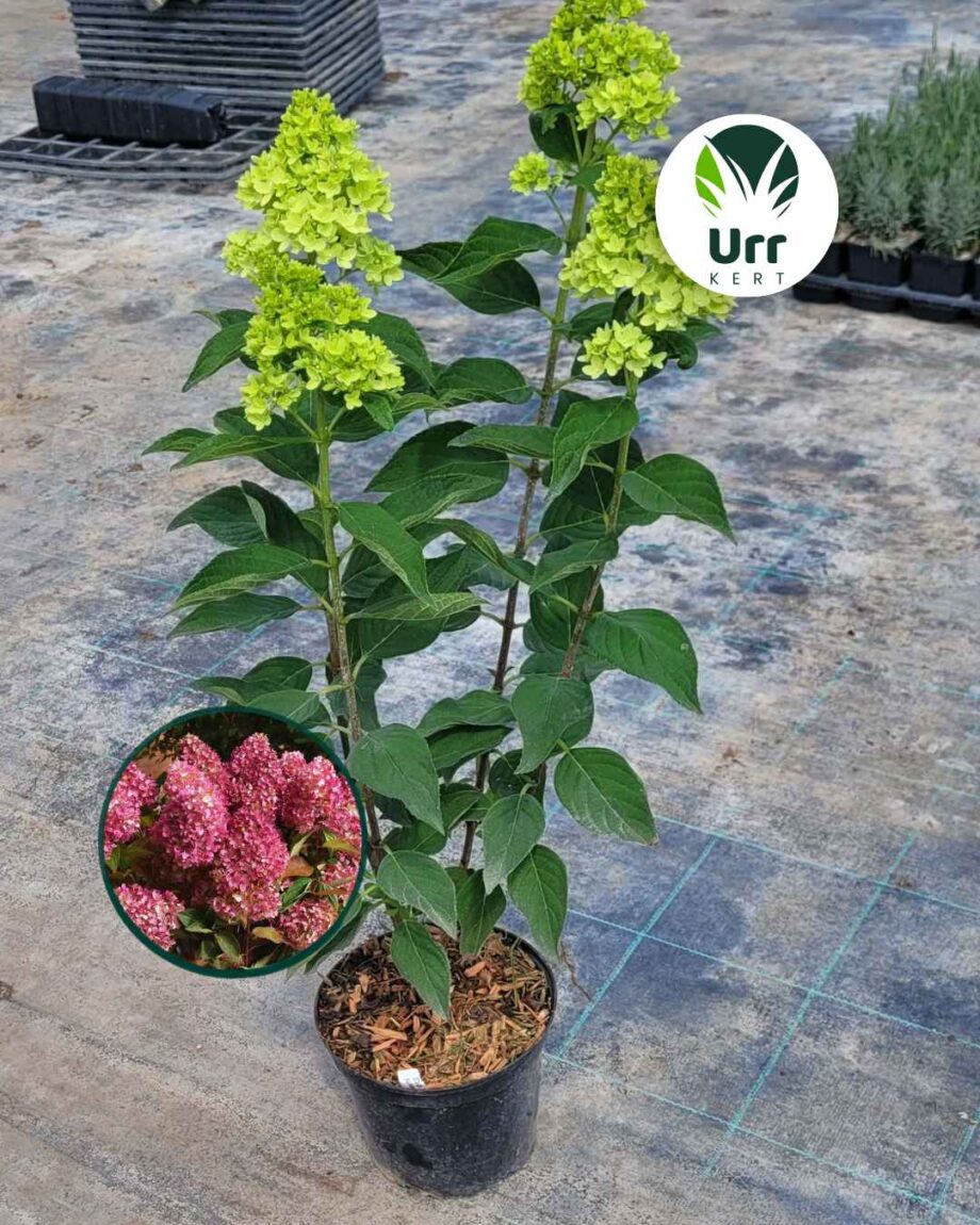 Hydrangea paniculata Redlight bugás hortenzia nagy virágzattal