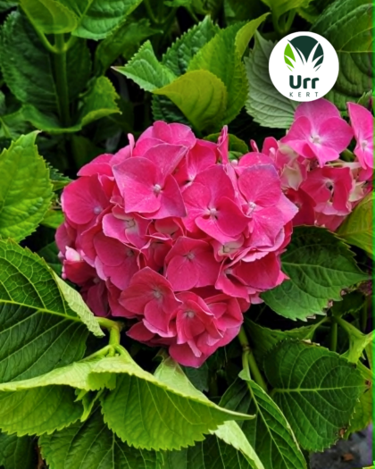 Nagylevelű hortenzia Masja közelről rózsaszín gömb virág Hydrangea macrophylla