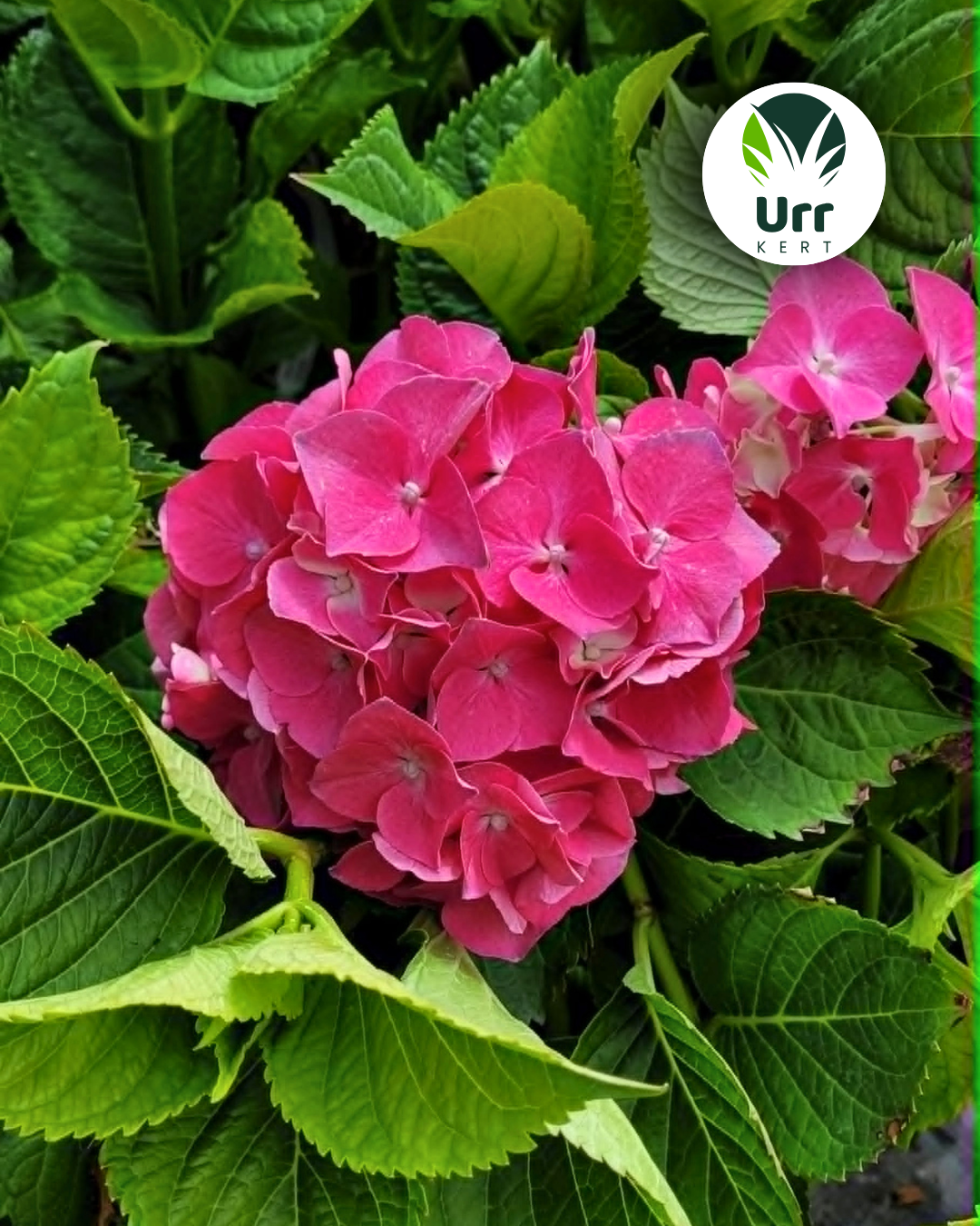 Nagylevelű hortenzia Masja közelről rózsaszín gömb virág Hydrangea macrophylla