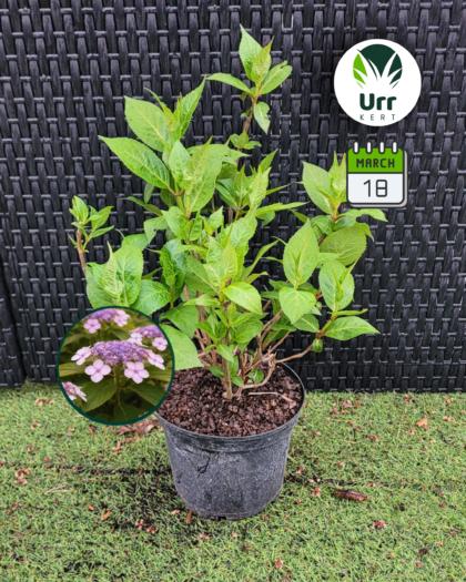 Fűrészeslevelű Hortenzia 'Intermedia'