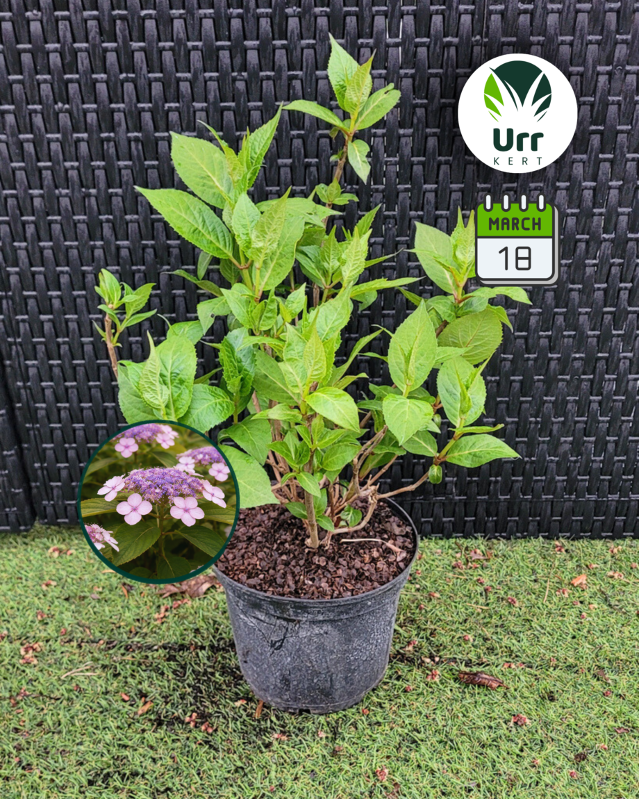 Fűrészeslevelű Hortenzia 'Intermedia'