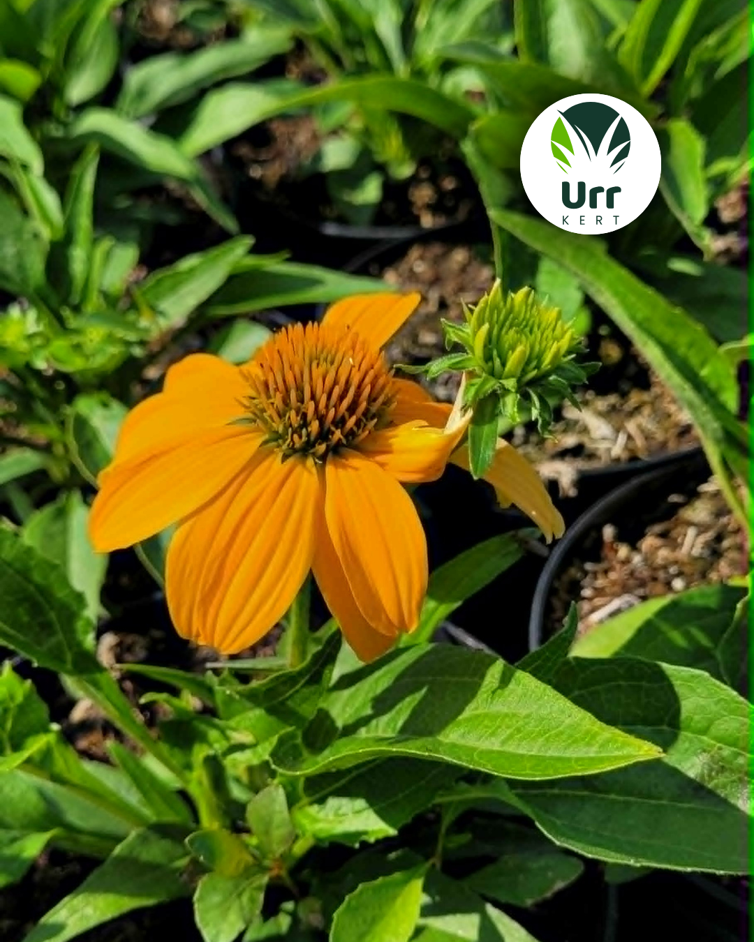 Echinacea Guatemala Gold aranysárga kasvirág napos kertben