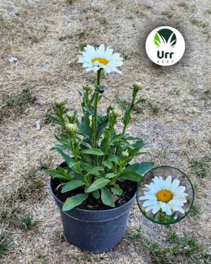 Sweet Daisy Christine margaréta fehér virágokkal napos kertben