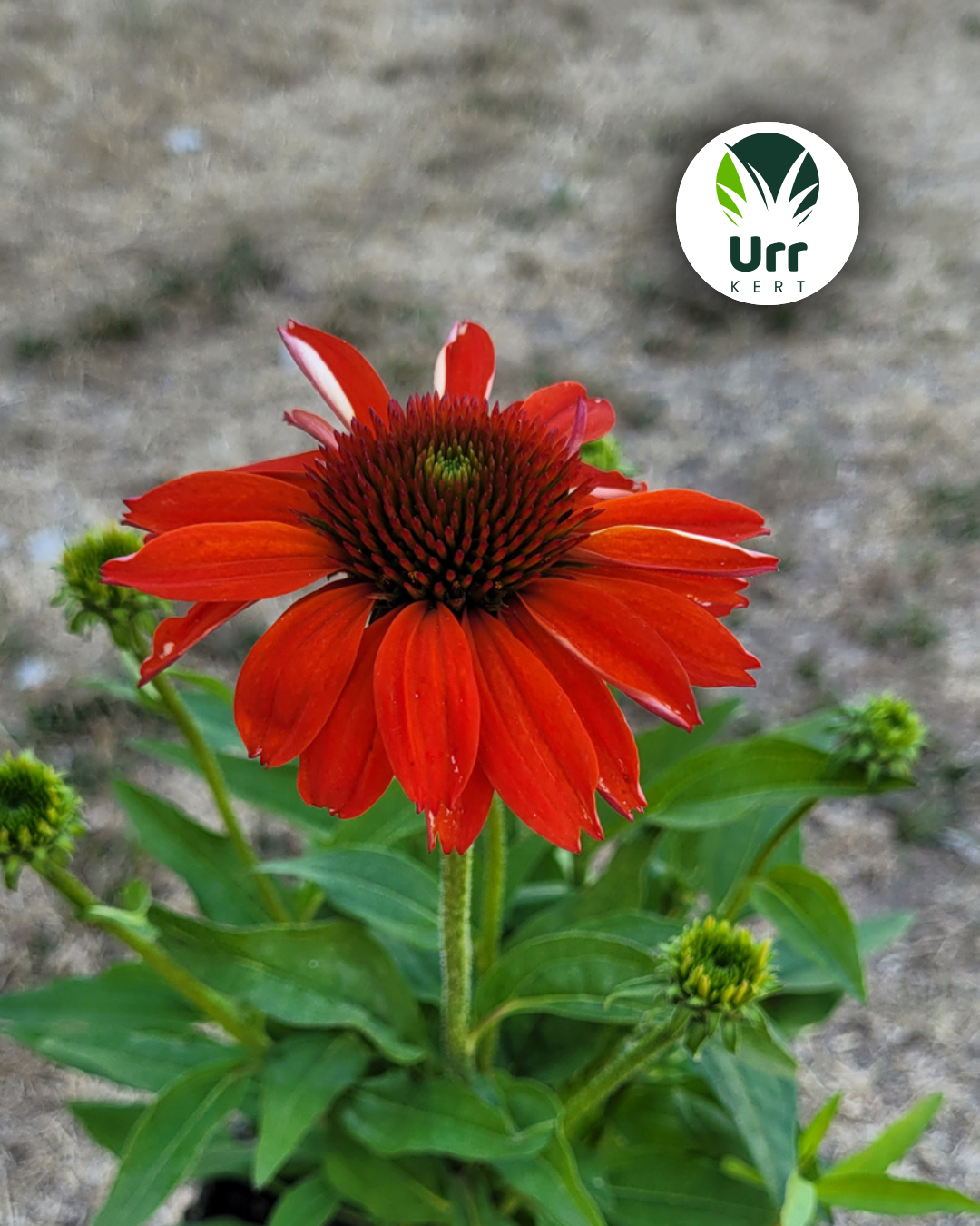 Echinacea Guatemala Papaya piros narancs kasvirág