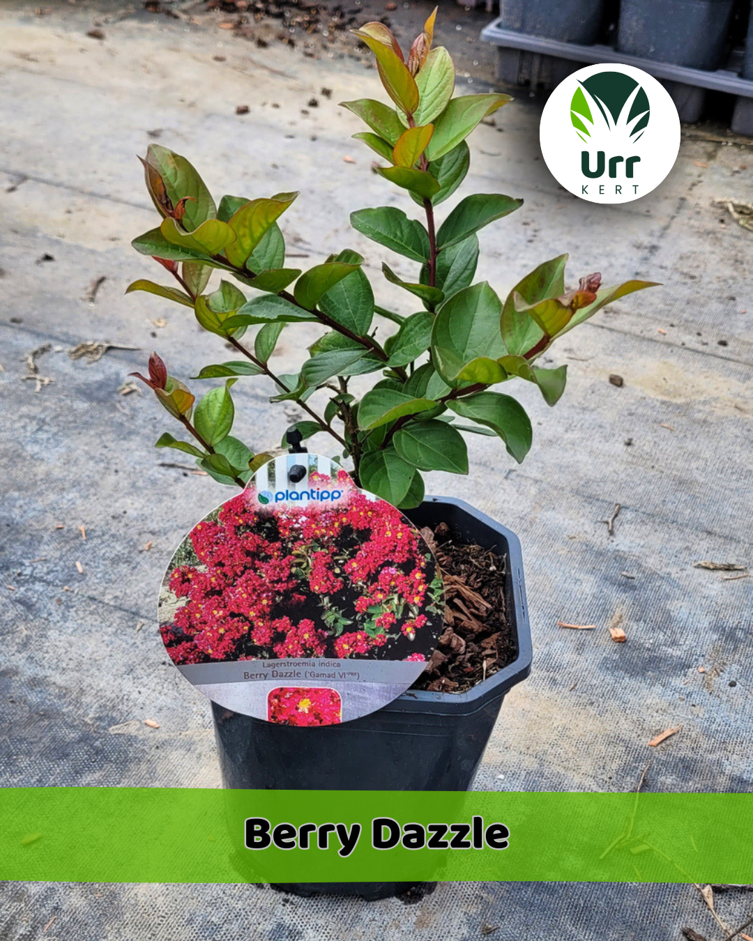Kínai Selyemmirtusz 'Berry Dazzle' - www.urrkert.hu