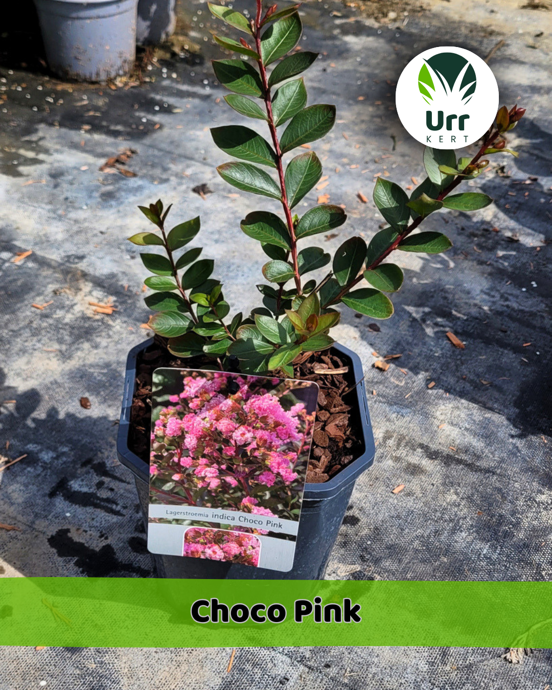 Kínai Selyemmirtusz 'Choco Pink' - www.urrkert.hu