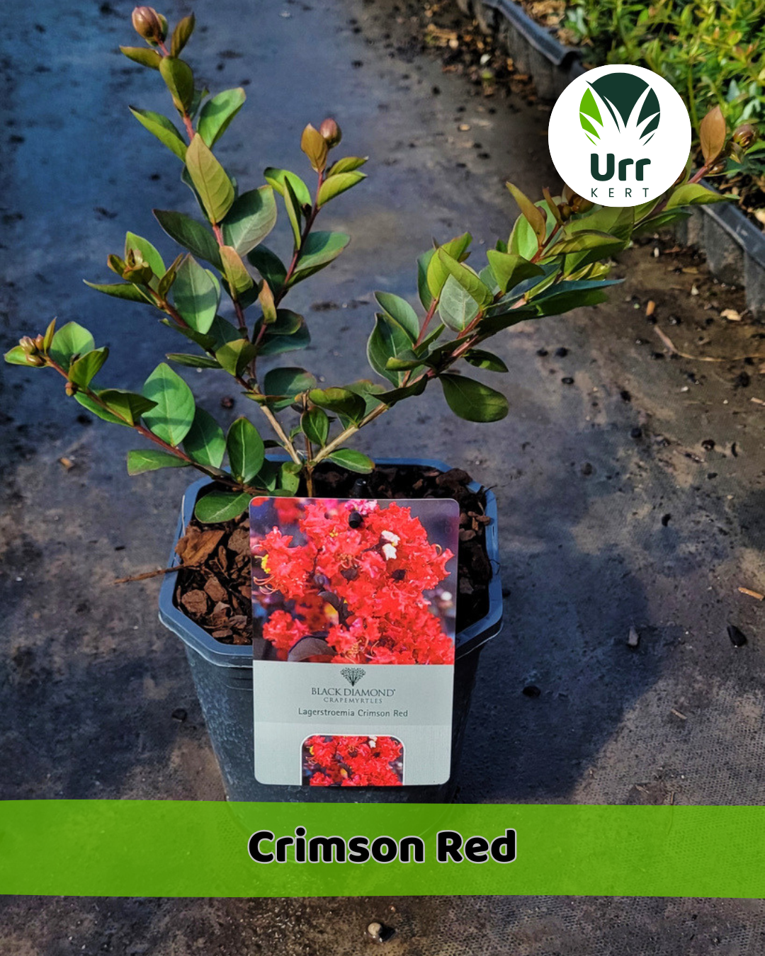 Kínai Selyemmirtusz 'Crimson Red' - www.urrkert.hu