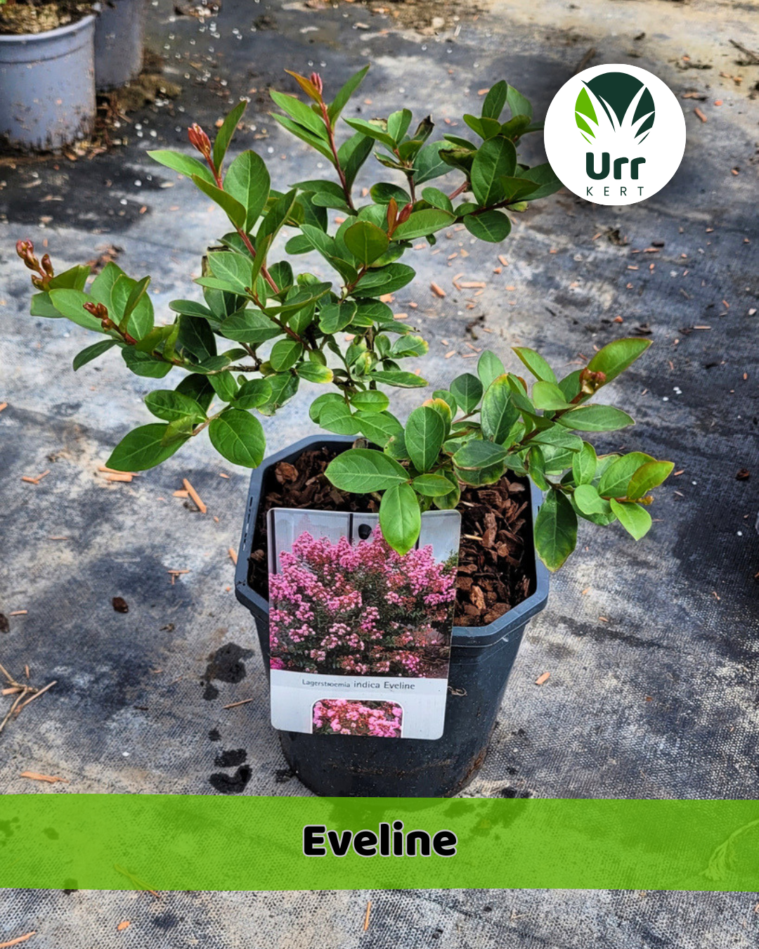 Kínai Selyemmirtusz 'Eveline' - www.urrkert.hu
