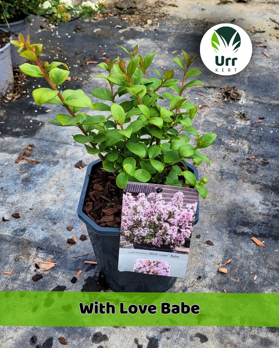Kínai Selyemmirtusz ' With Love Babe' - www.urrkert.hu