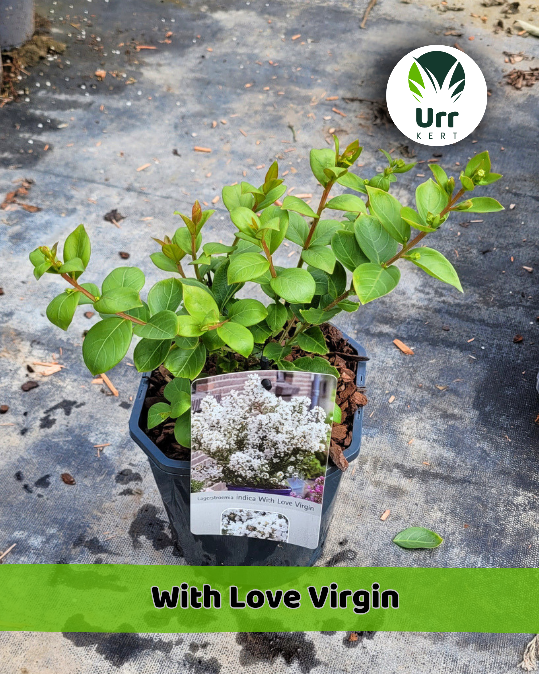 Kínai Selyemmirtusz 'With Love Virgin' - www.urrkert.hu