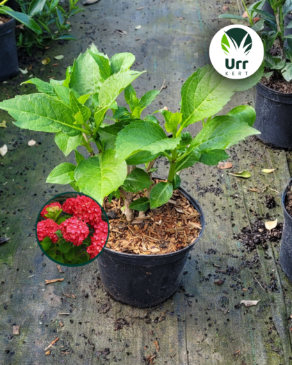 Kerti Hortenzia 'Leuchtfeuer'