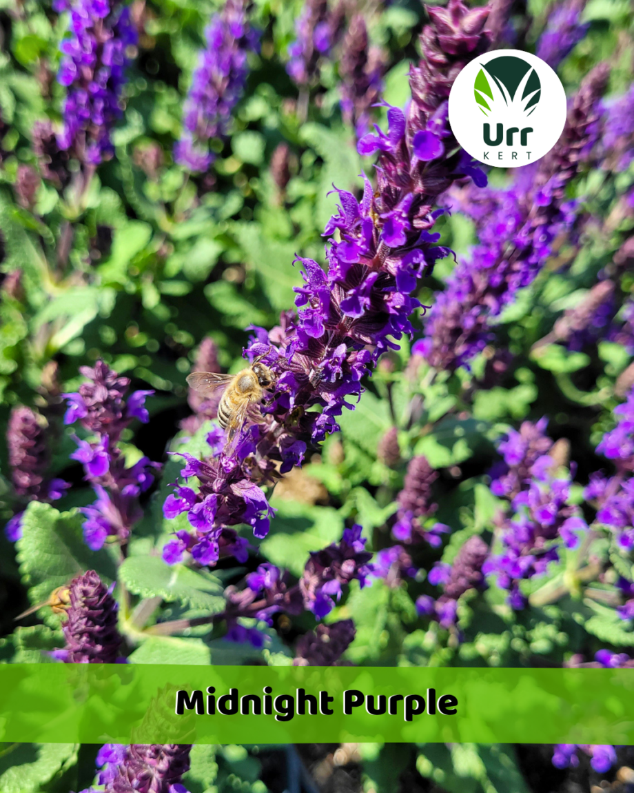 Ligeti zsálya Midnight Purple sötétlila virágú dísznövény