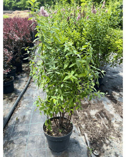 Rózsaszín virágú gyöngyvessző