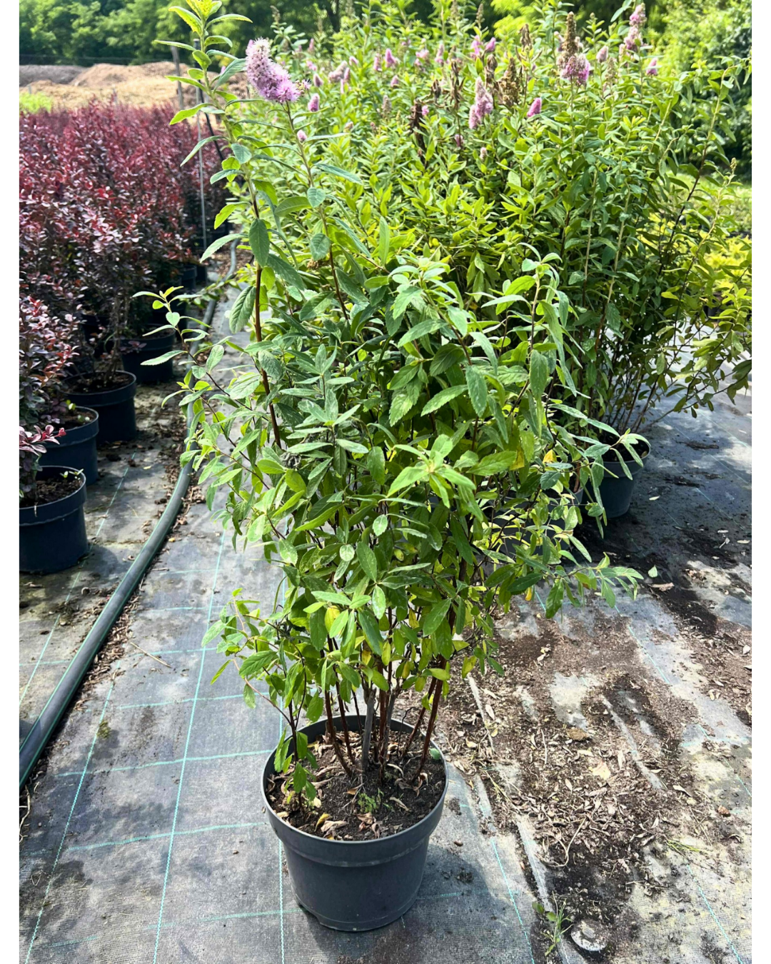 Rózsaszín virágú gyöngyvessző