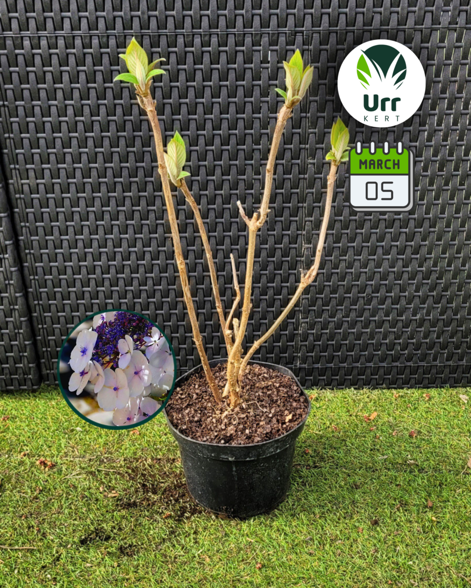 Fűrészeslevelű Hortenzia 'Sargentiana'