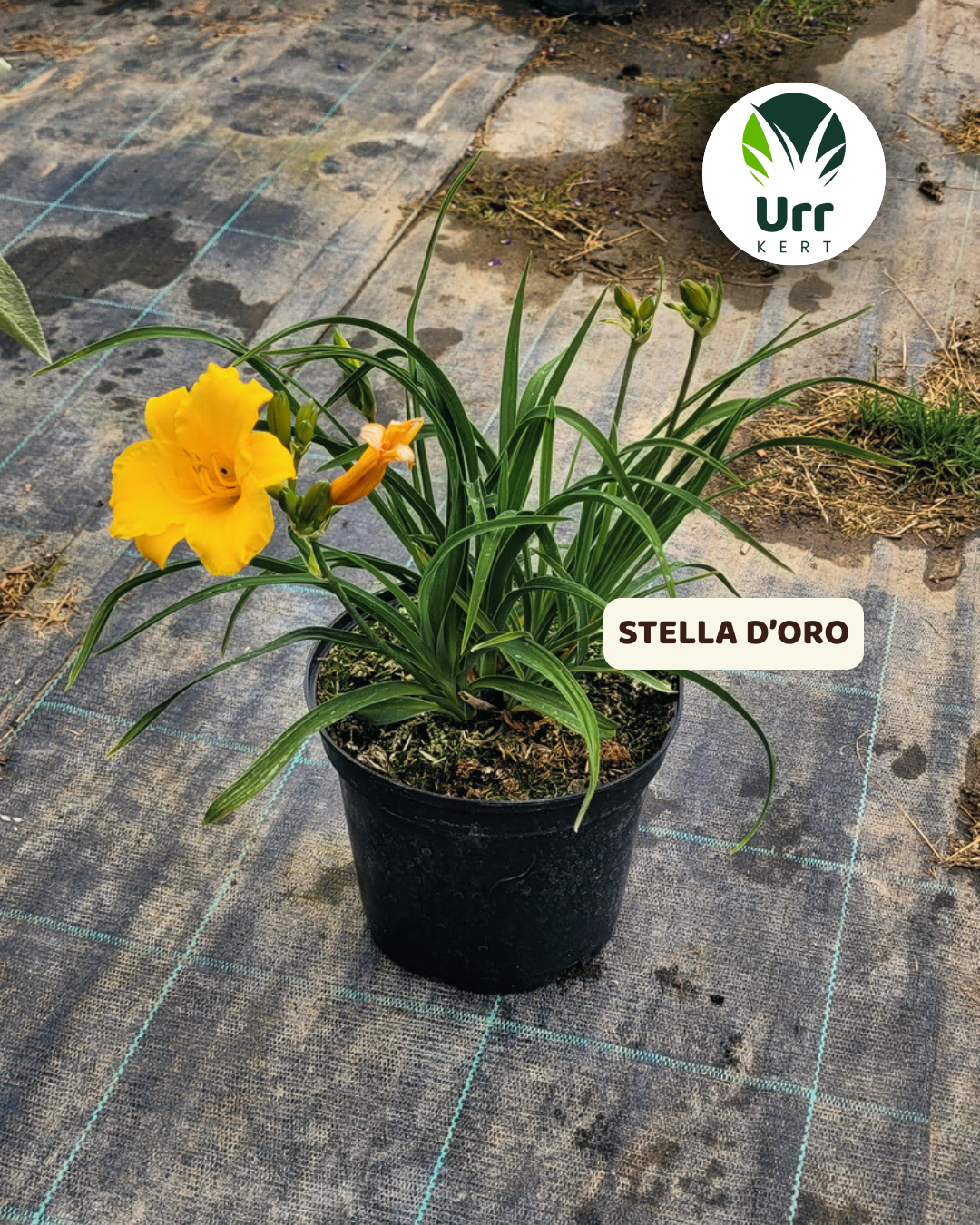Sásliliom 'Stella d'Oro' - www.urrkert.hu