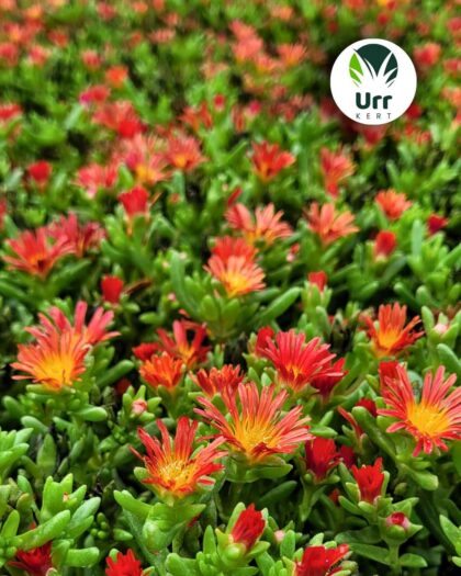Delosperma Wheels of Wonder Fire kristályvirág talajtakaró