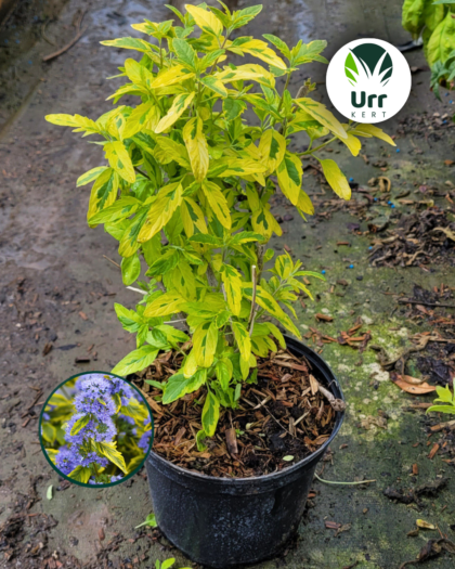 Sárga-tarka levelű kékszakáll