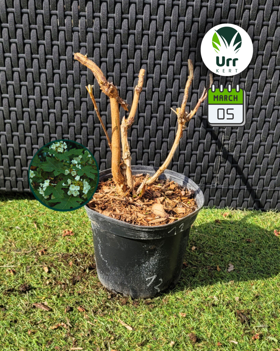 Tölgylevelű Hortenzia 'Tennessee Clone'