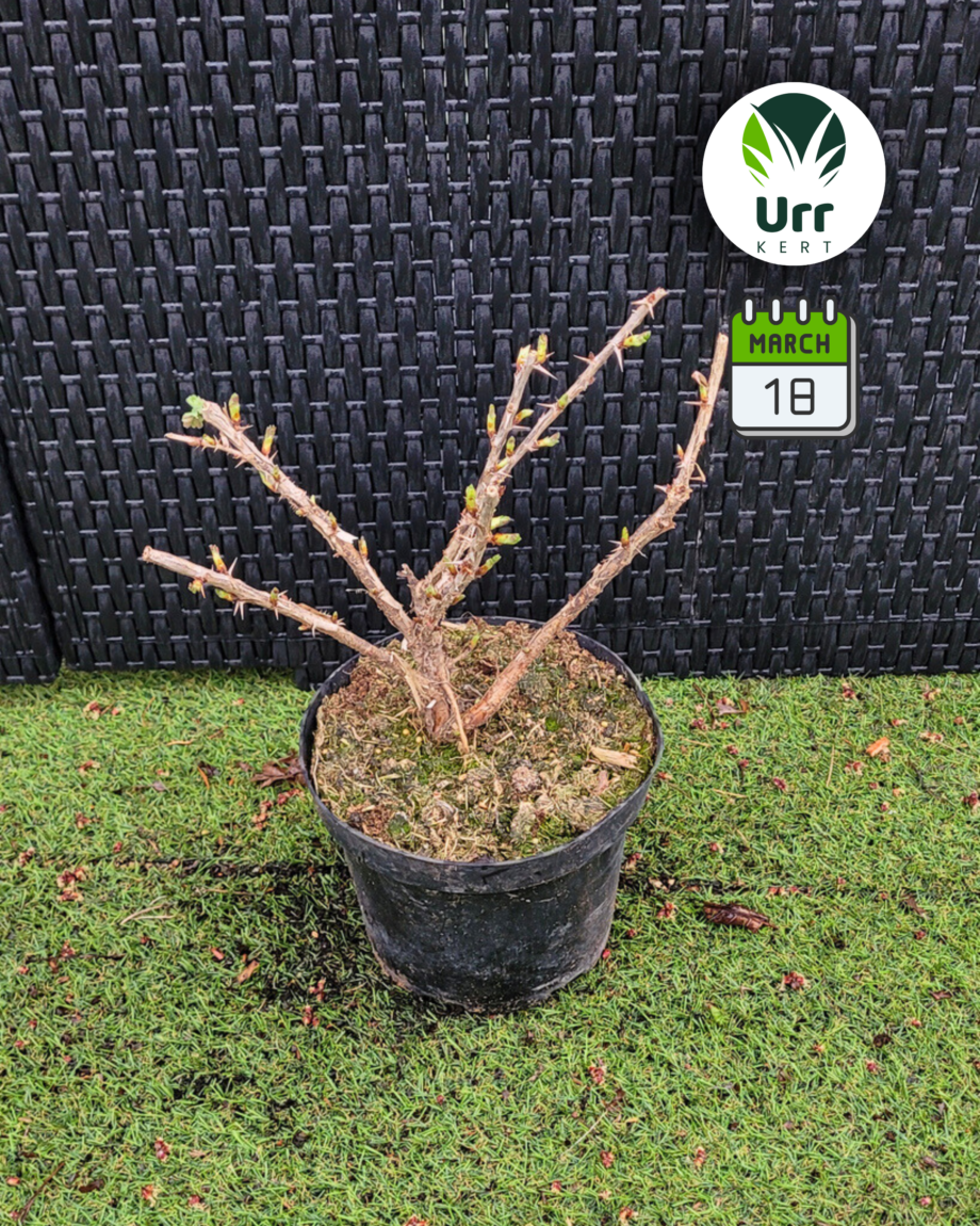 Egres (tüskés és tüskementes)