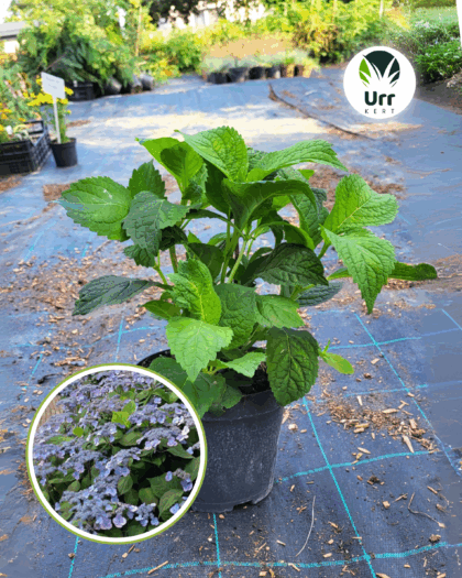 Fűrészeslevelű hortenzia 'Veerle'