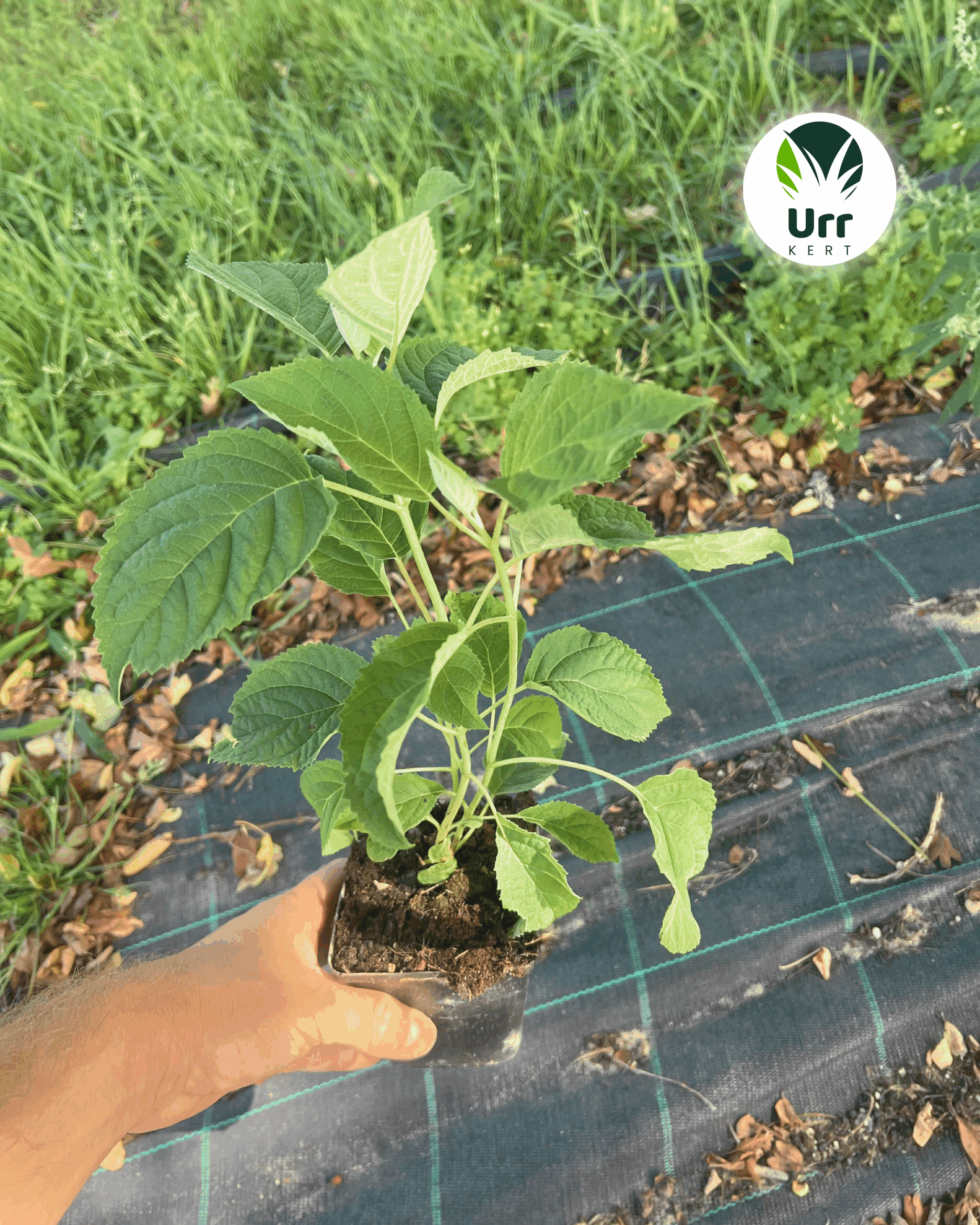 Annabelle Hortenzia - Image 3