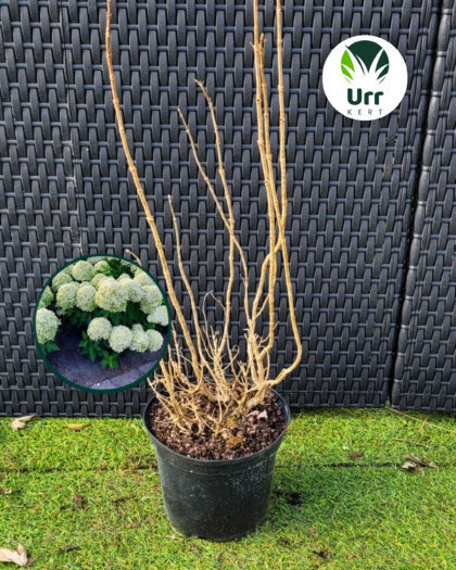 Hortenzia 'Little Spooky' (Kisméretű)