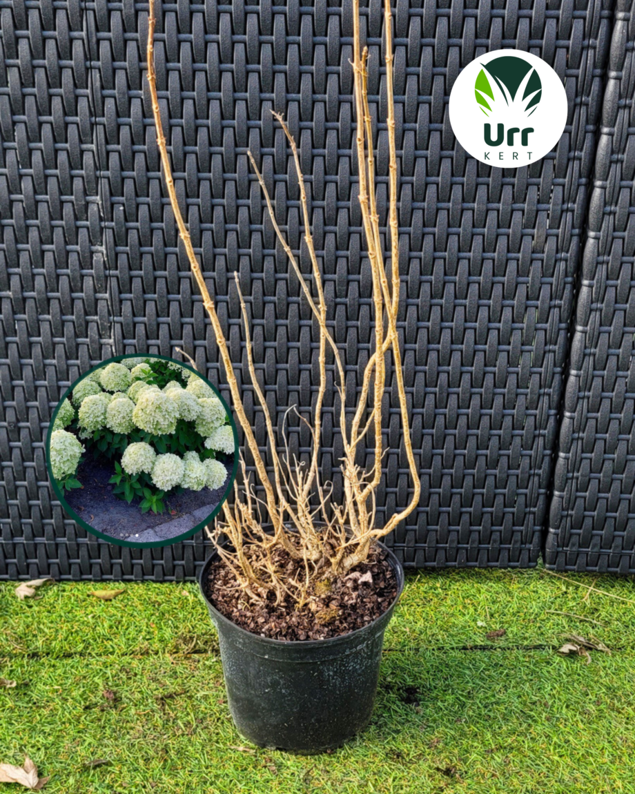 Hortenzia 'Little Spooky' (Kisméretű)