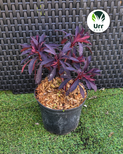 Kutyatej 'Miners Merlot'