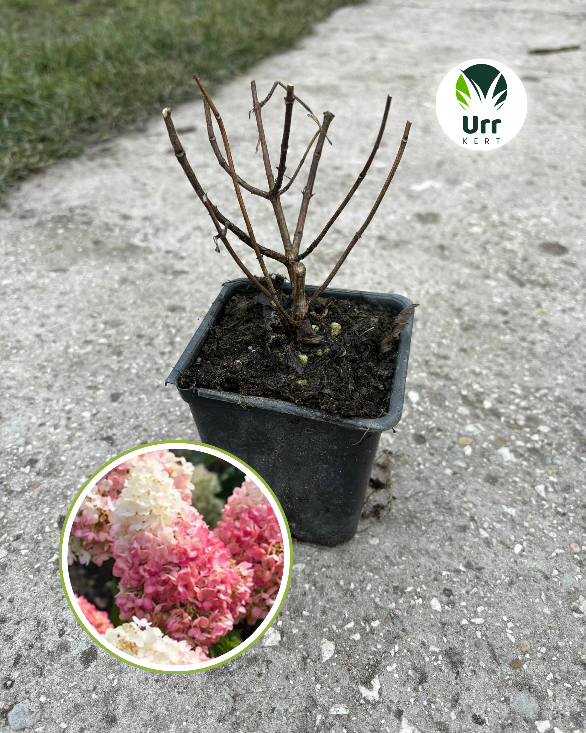 Hortenzia 'Pink Lady'