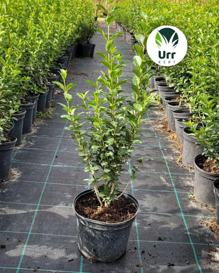 Zöld fagyal (Ligustrum ovalifolium) sűrű zöld lombbal