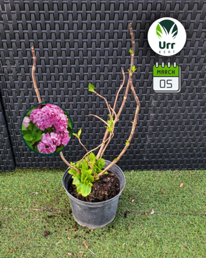 Hortenzia 'Rosita'