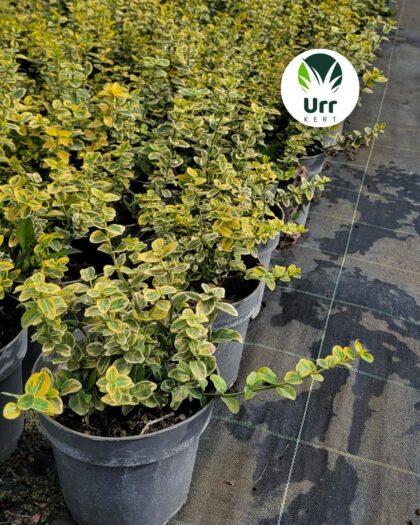 Sárgatarka kúszó kecskerágó ‘Emerald’n Gold’ (Euonymus fortunei)