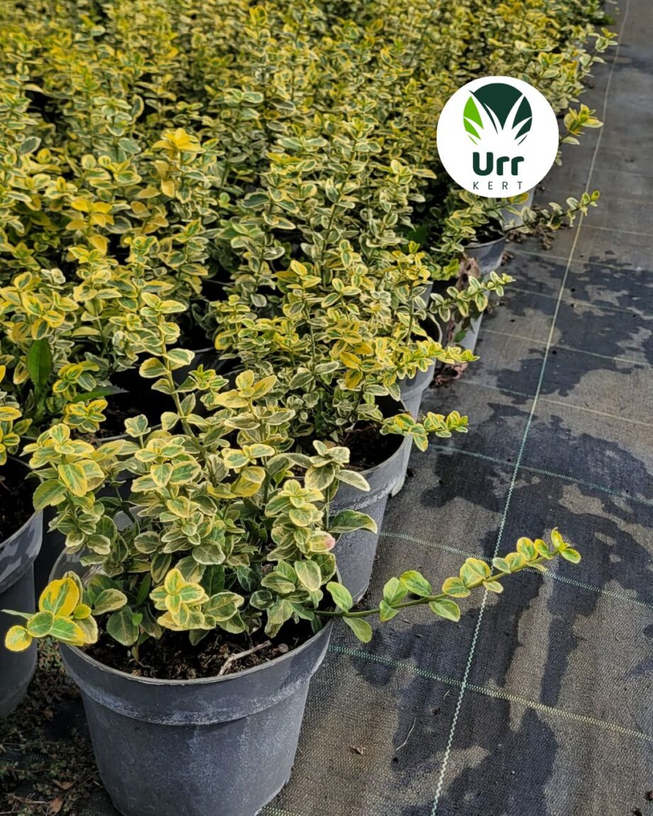 Sárgatarka kúszó kecskerágó ‘Emerald’n Gold’ (Euonymus fortunei)