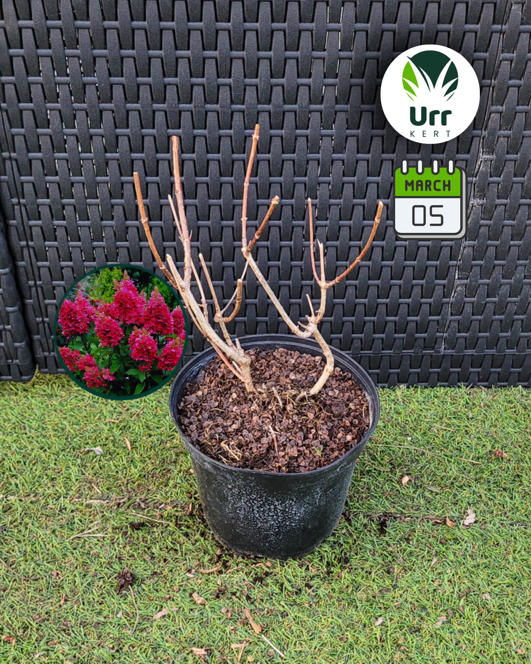 Hortenzia 'Wim's Red' - Image 2