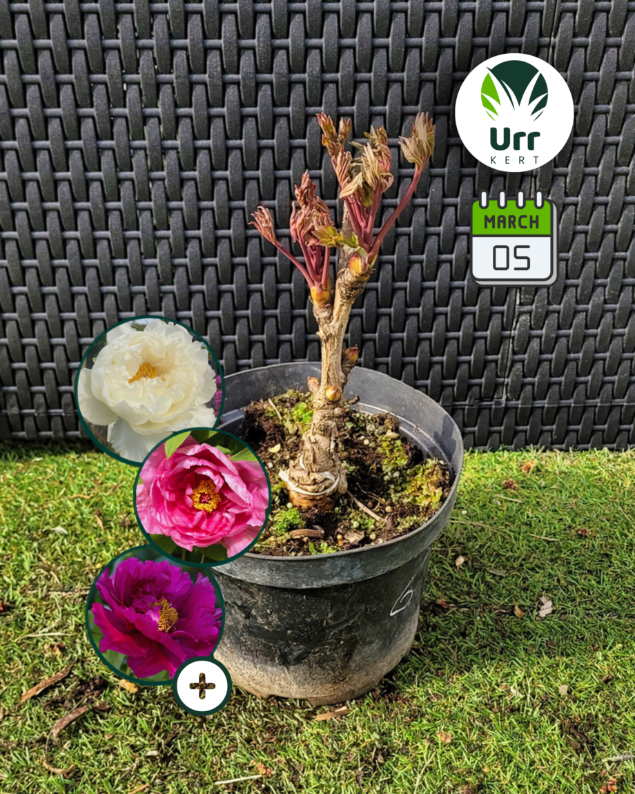 Fás Bazsarózsa - Választható színben