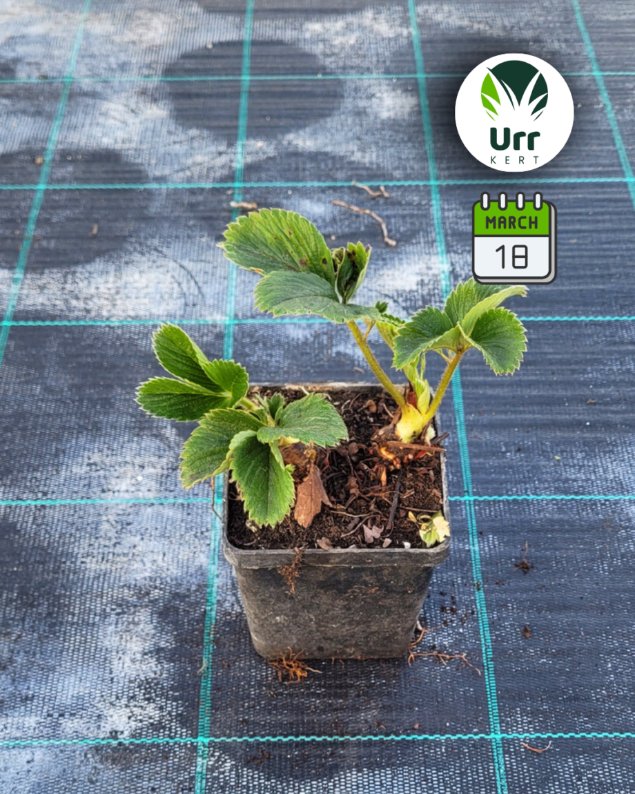 Eper - Egyszertermő