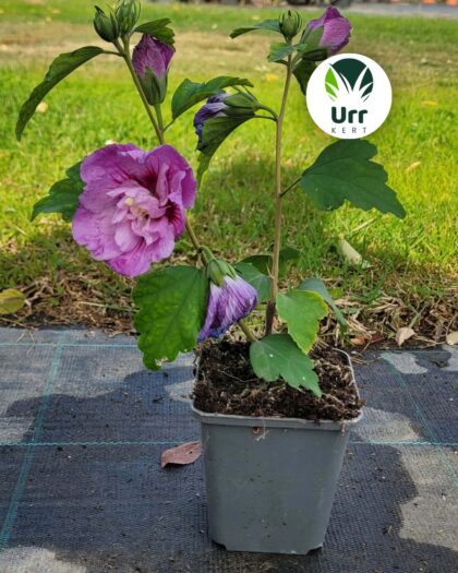Levendulaszínű mályvacserje ‘Lavender Chiffon’ (Hibiscus syriacus)
