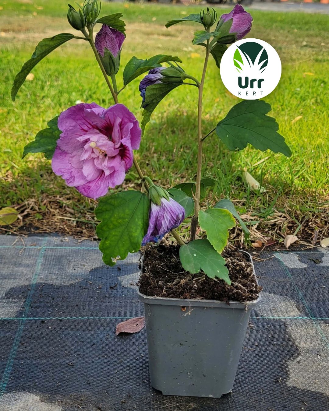 Levendulaszínű mályvacserje ‘Lavender Chiffon’ (Hibiscus syriacus)