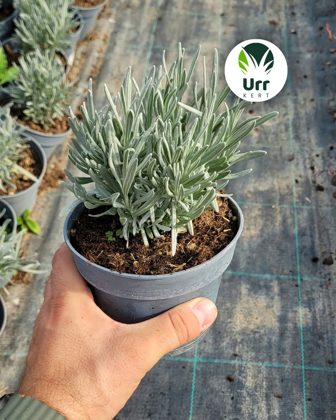 Grosso levendula (Lavandula × intermedia ‘Grosso’) lila virágokkal