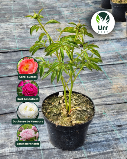 Paeonia Lágyszárú Bazsarózsa - www.urrkert.hu